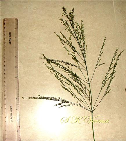 Inflorescence with lowest branches in whorl